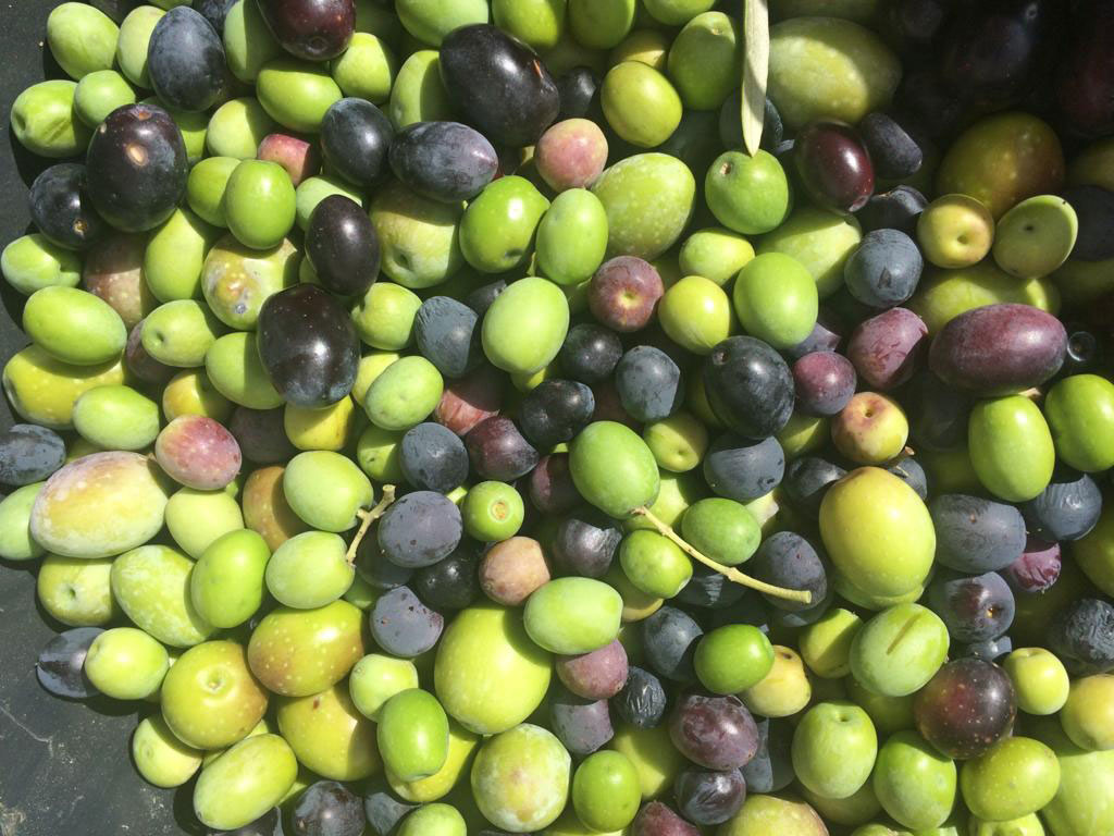 oliven-raccolta